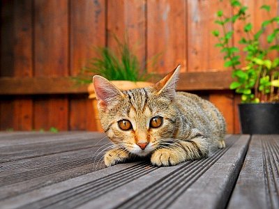 Auch für unsere Haustiere ist die Terrasse meist der zentrale Platz im Haus. - Bildquelle: Constantin Goldann via pixabay