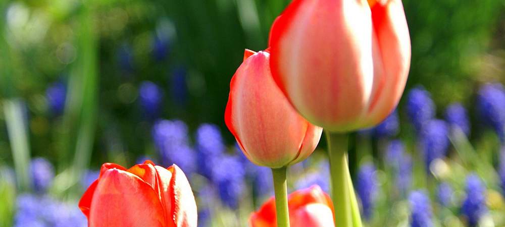 Sie gehören zu den ersten im Jahr: Tulpen und Traubenhyazinthen. Wie man sie perfekt in Szene setzt, erfährt man aus einem Buch zur Gartenplanung. | Foto: Thessa Wolf - © Picasa