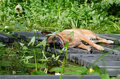 <p>An heißen Hundstagen bietet der Schwimmteich eine

willkommene Abkühlung.</p> 
- Foto: pixabay.com © 825545 (CCO Public Domain)