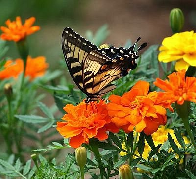 Blumen-Arrangements locken Schmetterlinge in den Garten. - © JamesDeMers - Public Domain CC0