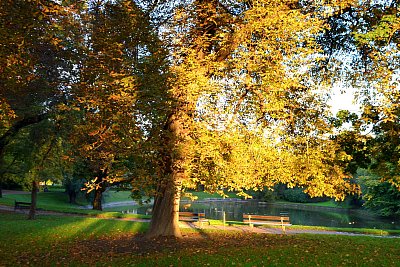 Solche markanten Bäume wie dieser am Zwingerteich machen die Stadt im Herbst zu einer bunten Sache. Jährlich wird von der Stadt für Nachschub gesorgt.   - © Picasa