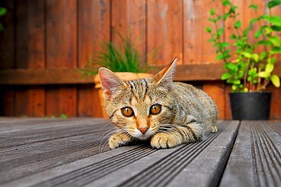 Auch die Haustiere lieben es, sich auf der Terrasse zu aalen - © Bildquelle: C. Goldann via pixabay