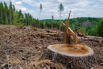 Einheimischer und nachhaltiger Holzeinschlag - © Katharina via pixabay