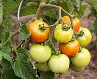 Auch Tomatenpflanzen sind gefährdert. Kleingärtner haben häufig mit der Braunfäule zu kämpfen. - © mariok1979 - Fotolia.com