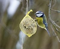 Meisenknödel können eine gute Winterfutterergänzung für Vögel sein. - © Michael Fritzen - fotolia.com