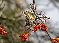 In milden Wintern finden die daheimgebliebenen Vögel noch ausreichend Nahrung. - © erni - fotolia.com